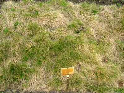 Festuca vivipara specimen in the Botanischer Garten, Berlin-Dahlem (Berlin Botanical Garden), Berlin, Germany. photo