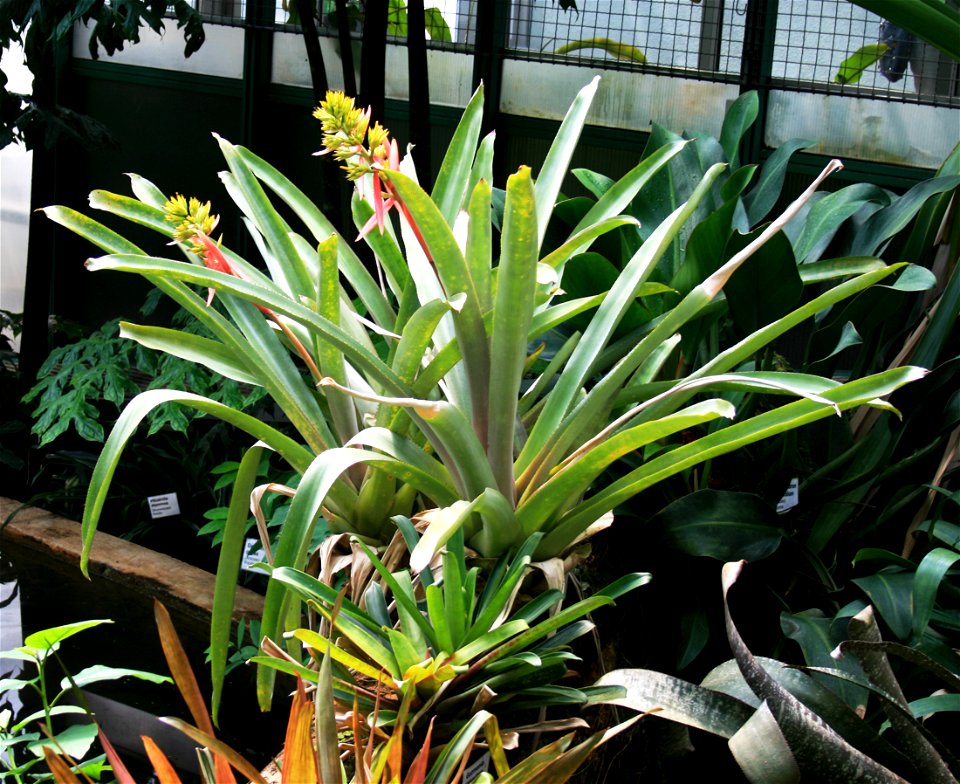 Plant Aechmea aquilega in Botanical Garden Liberec, Czech Republic