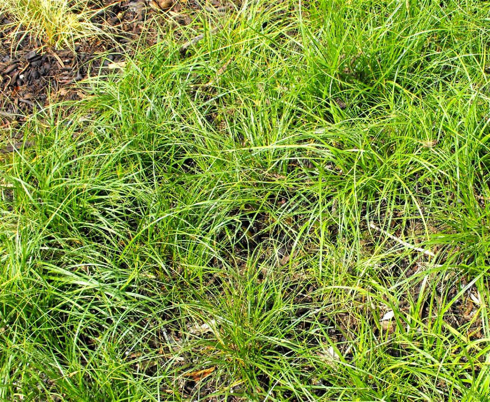 Carex pansa in the Water Conservation Garden at Cuyamaca College in El Cajon, California, USA. Identified by sign.