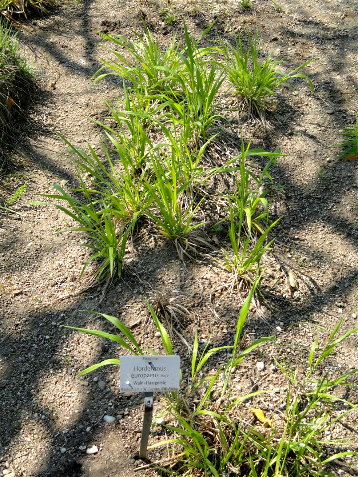 Hordelymus europaeus specimen in the Botanischer Garten München-Nymphenburg, Munich, Germany.