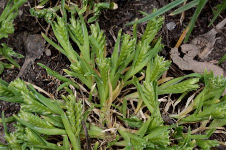 Sclerochloa dura