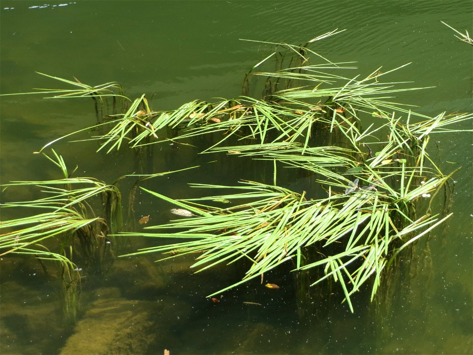 Einfacher Igelkolben (Sparganium emersum) an der Saar in Saarbrücken