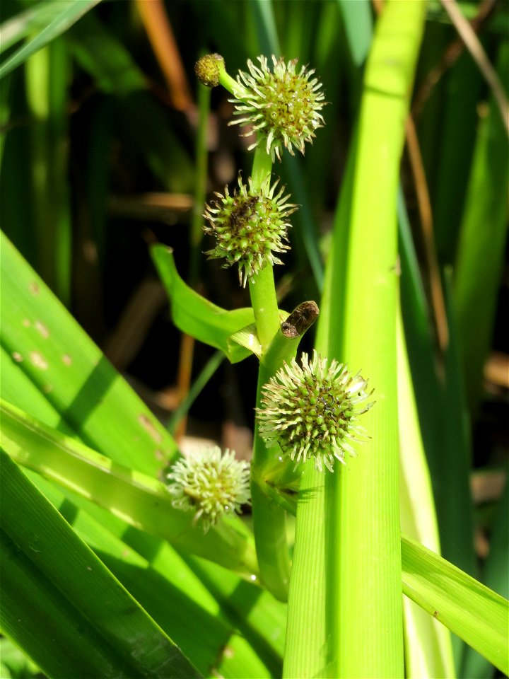 Einfacher Igelkolben (Sparganium emersum) am Geißböckelgraben bei Philippsburg