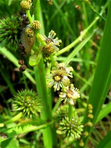 Einfacher Igelkolben (Sparganium emersum) am Geißböckelgraben bei Philippsburg