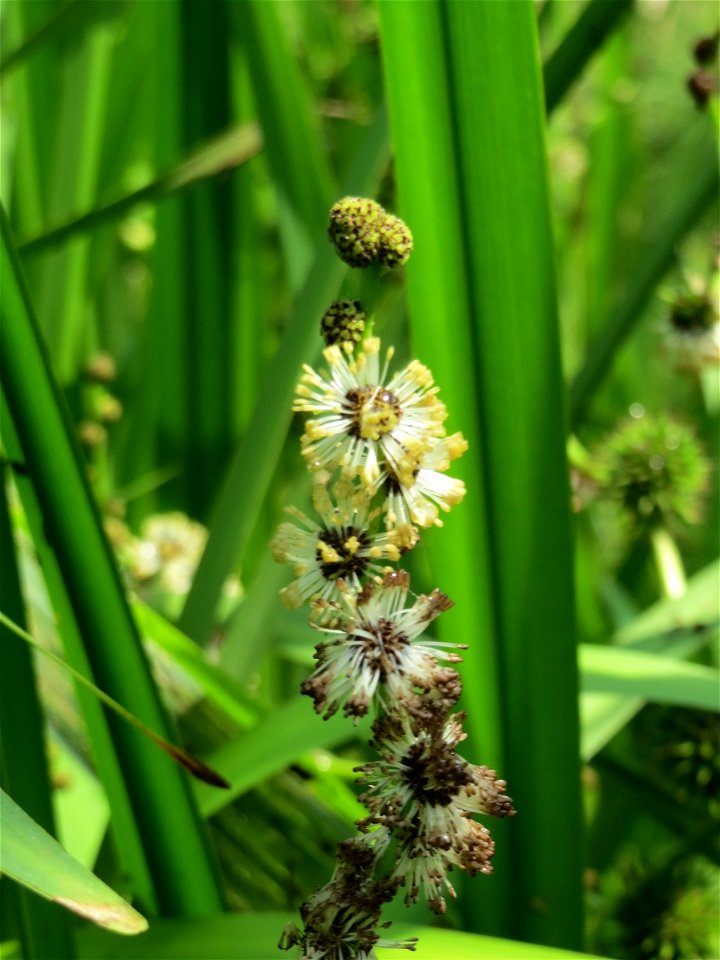 Einfacher Igelkolben (Sparganium emersum) am Geißböckelgraben bei Philippsburg