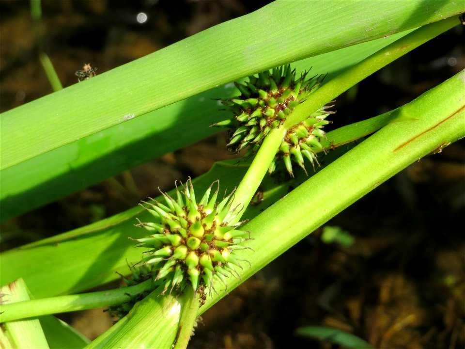 Einfacher Igelkolben (Sparganium emersum) am Geißböckelgraben bei Philippsburg
