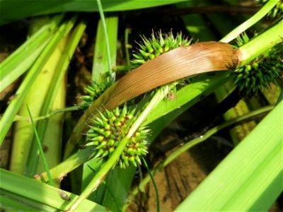 Einfacher Igelkolben (Sparganium emersum) am Geißböckelgraben bei Philippsburg
