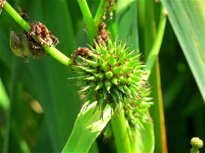 Einfacher Igelkolben (Sparganium emersum) am Geißböckelgraben bei Philippsburg