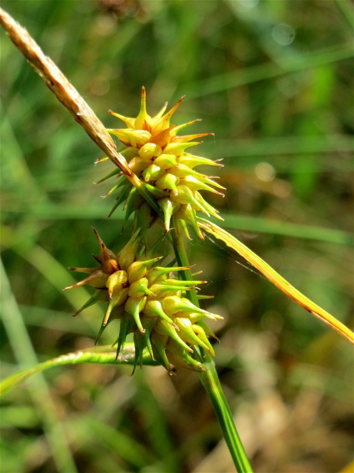 Gelb-Segge (Carex flava) am Geißböckelgraben bei Philippsburg