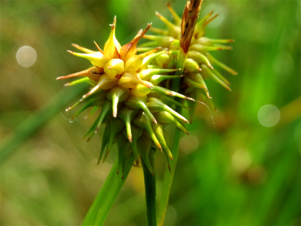 Gelb-Segge (Carex flava) am Geißböckelgraben bei Philippsburg