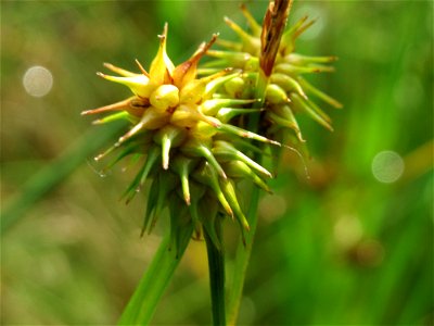 Gelb-Segge (Carex flava) am Geißböckelgraben bei Philippsburg