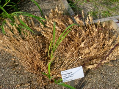 Lamarckia aurea - Oslo botanical garden, Oslo, Norway.