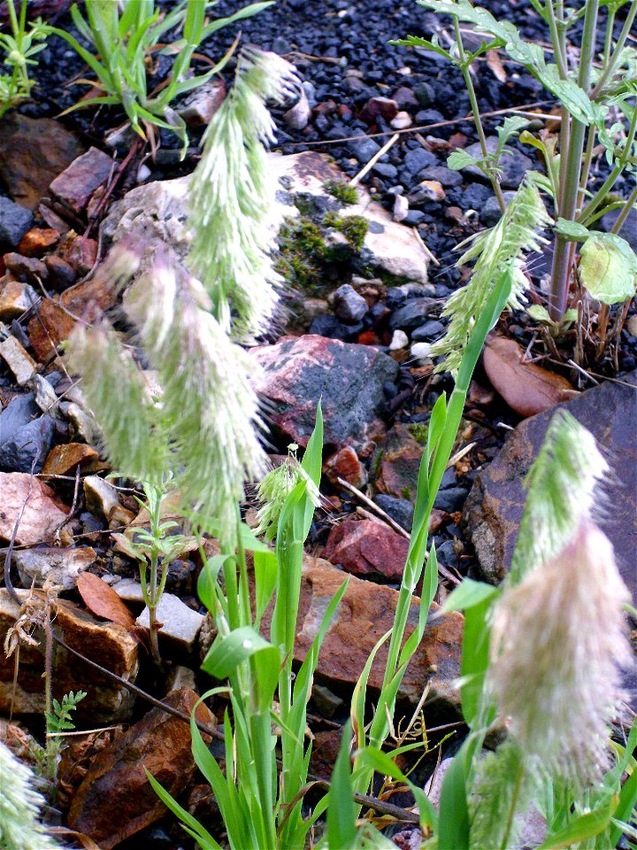 Lamarckia aurea habit, Sierra Madrona, Spain