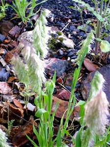 Lamarckia aurea habit, Sierra Madrona, Spain