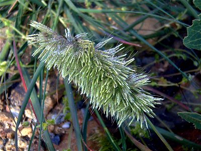 Lamarckia aurea close up, Dehesa Boyal de Puertollano, Spain photo