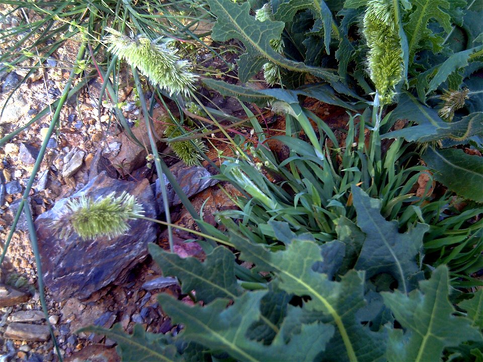 Lamarckia aurea habit, Dehesa Boyal de Puertollano, Spain