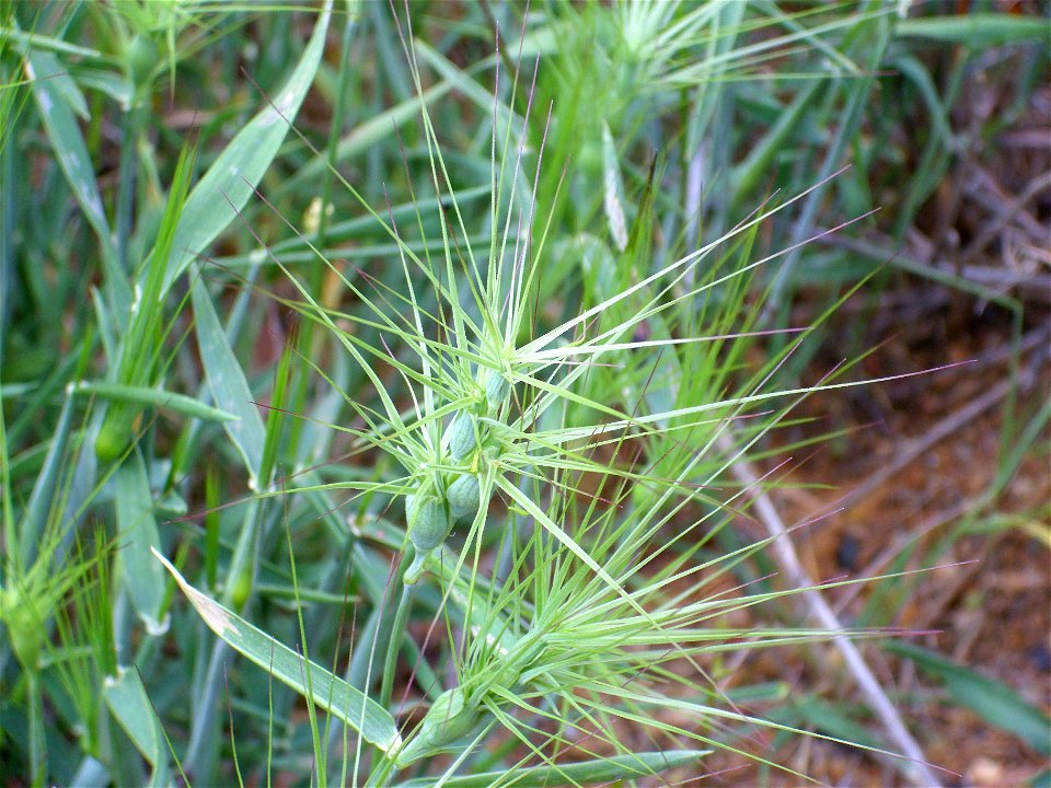 Aegilops geniculata spikes close up, Dehesa Boyal de Puertollano, Spain