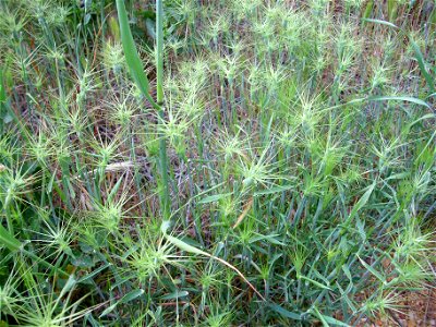 Aegilops geniculata habit, Dehesa Boyal de Puertollano, Spain