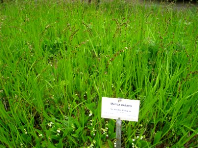 Melica nutans specimen, in the Botanischer Garten, Berlin-Dahlem (Berlin Botanical Garden), Berlin, Germany. photo