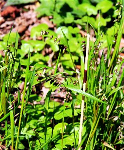 Plant Melica nutans from the Botanical Gardens of Charles University, Prague, Czech Republic