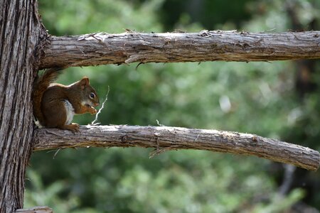 Red squirrel pine tree wildlife photo