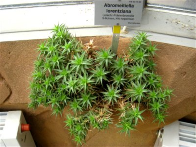Abromeitiella lorentziana specimen in the Botanischer Garten, Berlin-Dahlem (Berlin Botanical Garden), Berlin, Germany.