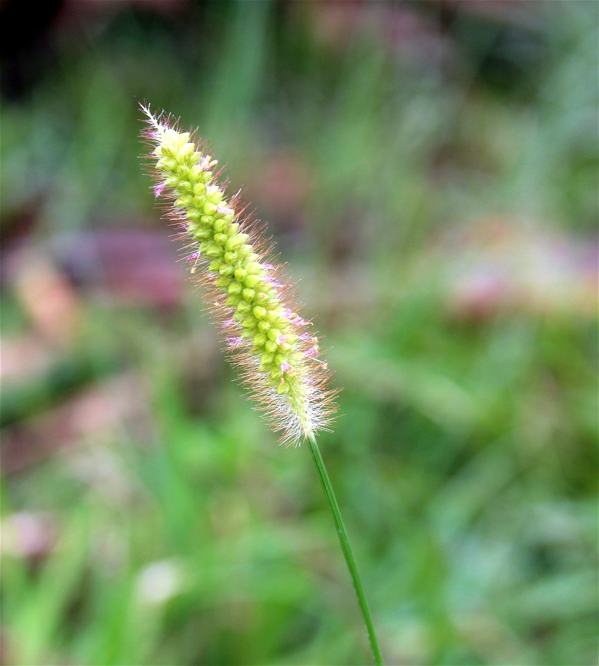 Inflorescence of Anthephora pubescens at Rajbiraj, Saptari, Nepal