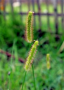 Inflorescence of Anthephora pubescens at Rajbiraj, Saptari, Nepal