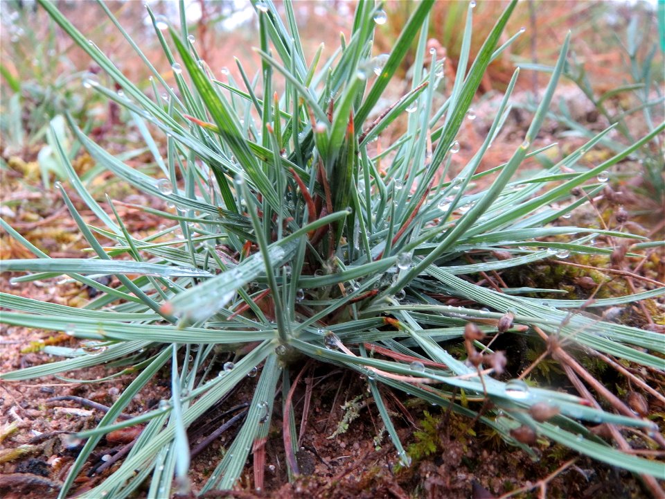 Das seltene Blaugrüne Schillergras (Koeleria glauca) auf einer Binnendüne im Schwetzinger Hardt