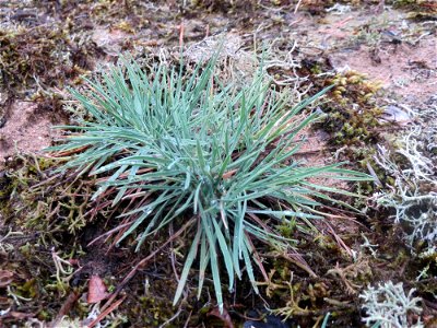 Das seltene Blaugrüne Schillergras (Koeleria glauca) auf einer Binnendüne im Schwetzinger Hardt