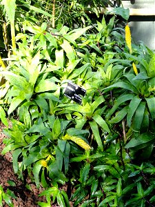 Vriesea ospinae specimen in the Jardin Botanique de Lyon, Parc de la Tête d'Or, Lyon, France.