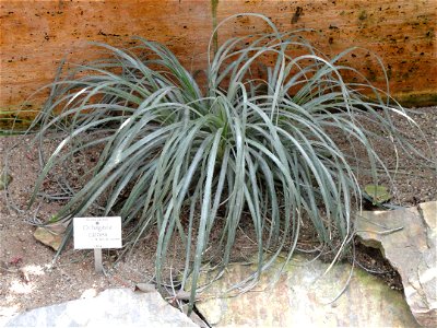Ochagavia carnea specimen in the Botanischer Garten München-Nymphenburg, Munich, Germany.