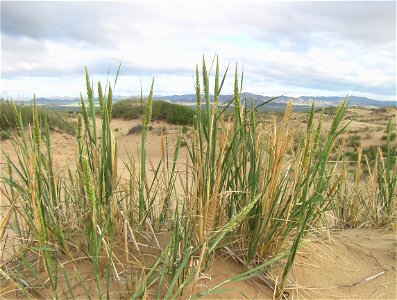 Leymus racemosus (Lam.) Tzvel. in Bayan-Önjüül sum of Töv Province, Central Mongolia