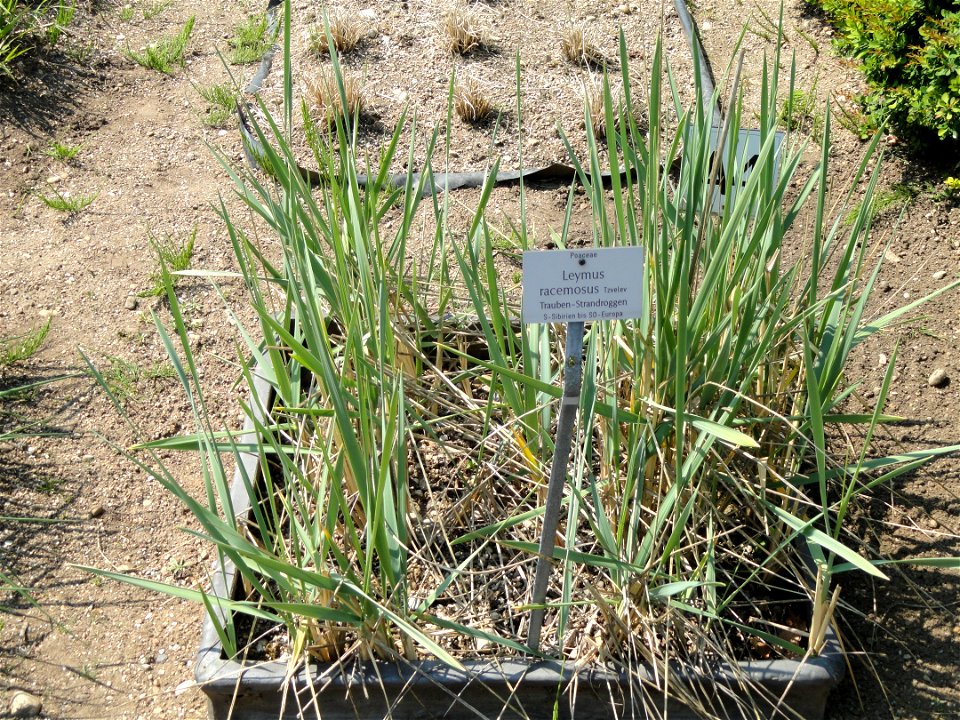 Leymus racemosus specimen in the Botanischer Garten München-Nymphenburg, Munich, Germany.