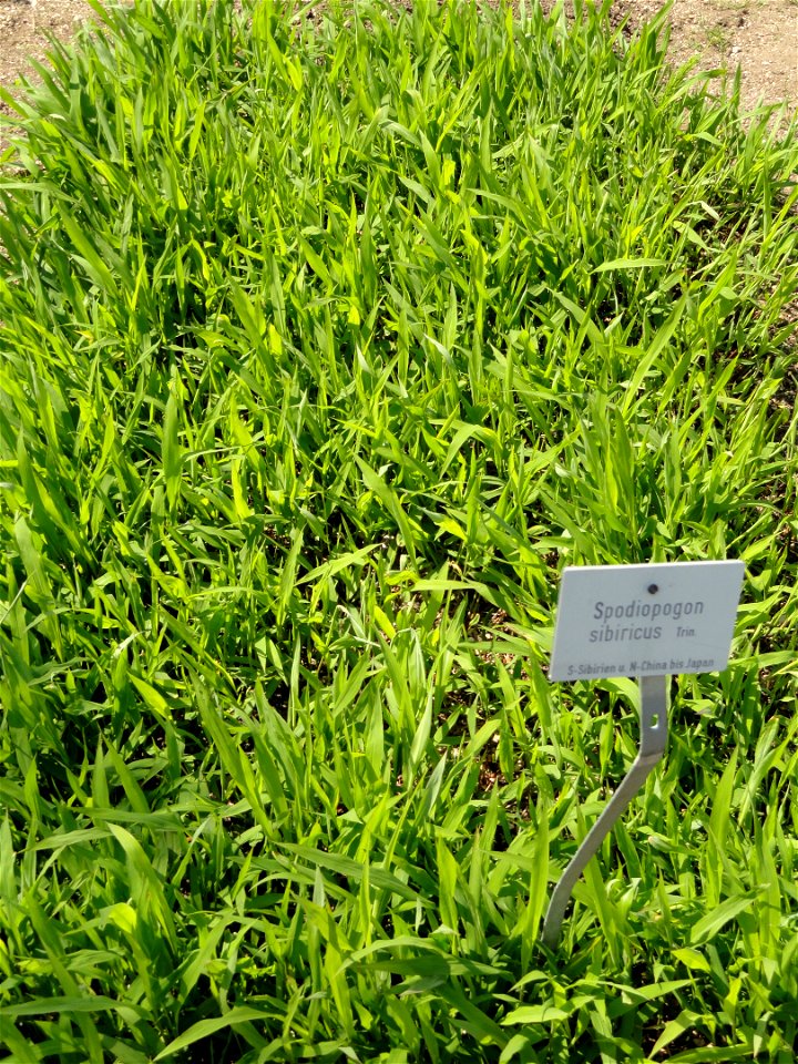 Spodiopogon sibiricus specimen in the Botanischer Garten München-Nymphenburg, Munich, Germany.