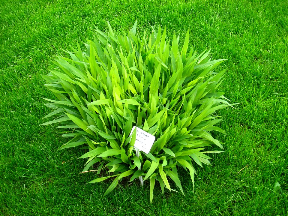 Spodiopogon sibiricus specimen in the Botanischer Garten, Berlin-Dahlem (Berlin Botanical Garden), Berlin, Germany.