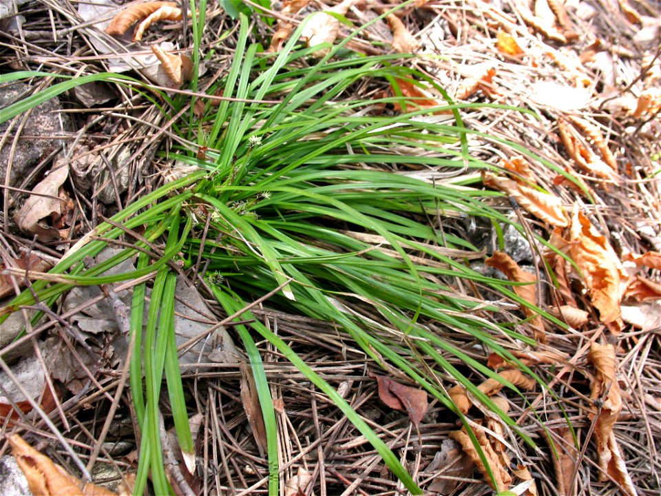 Carex pedunculata in Boulder Canyon, Sturgis, South Dakota, USA