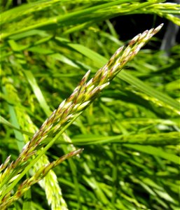 — California melic grass. 
At the San Diego Wild Animal Park, California, USA.
Identified by sign.