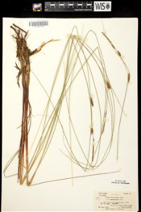 Carex lasiocarpa photo