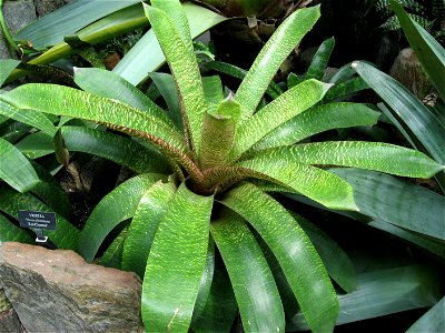 A picture of Vriesea fosteriana 'Red Chestnut'