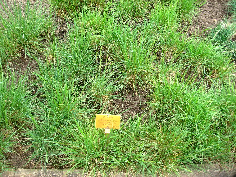 Koeleria vallesiana specimen in the Botanischer Garten, Berlin-Dahlem (Berlin Botanical Garden), Berlin, Germany.