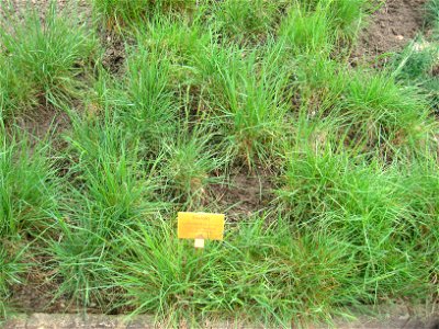 Koeleria vallesiana specimen in the Botanischer Garten, Berlin-Dahlem (Berlin Botanical Garden), Berlin, Germany. photo