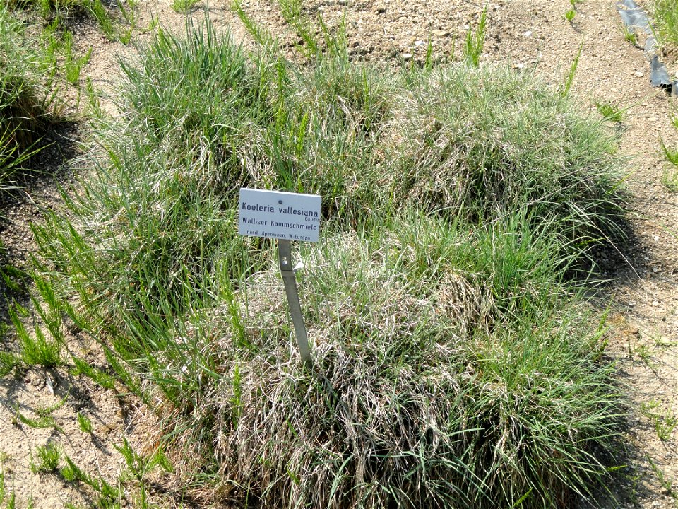 Koeleria vallesiana specimen in the Botanischer Garten München-Nymphenburg, Munich, Germany.