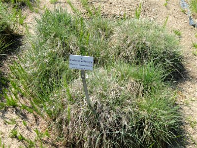 Koeleria vallesiana specimen in the Botanischer Garten München-Nymphenburg, Munich, Germany.