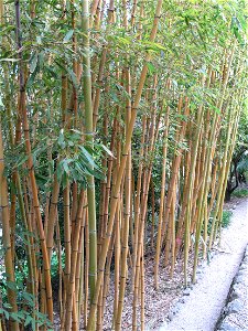 Phyllostachys sulfurea in the garden of Val-Rameh in Menton (Alpes-Maritimes, France)