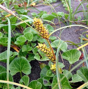 Carex pumila growing abundantly in back beach area, Shonan Beach Park, Fujisawa, Kanagawa, Japan.