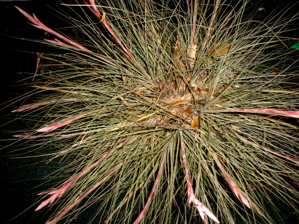 JWGII Tillandsia bartramii