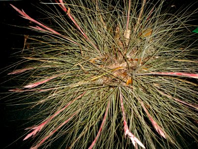 JWGII Tillandsia bartramii