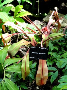 Aechmea tayoensis. Botanical specimen in the Denver Botanic Gardens, 1007 York Street, Denver, Colorado, USA. photo