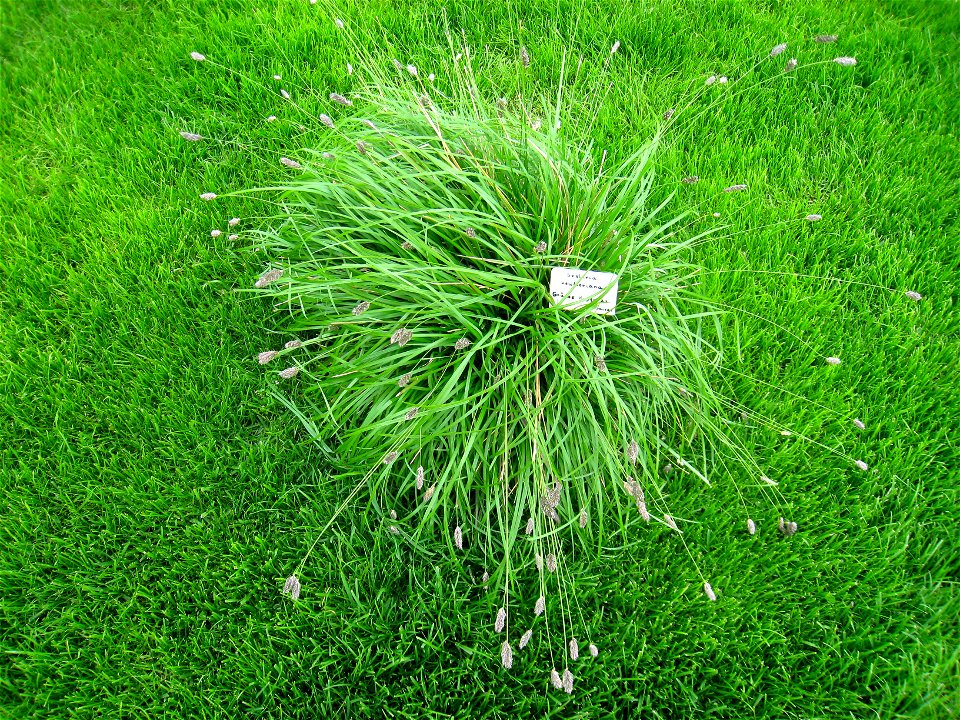 Sesleria heufleriana specimen in the Botanischer Garten, Berlin-Dahlem (Berlin Botanical Garden), Berlin, Germany.